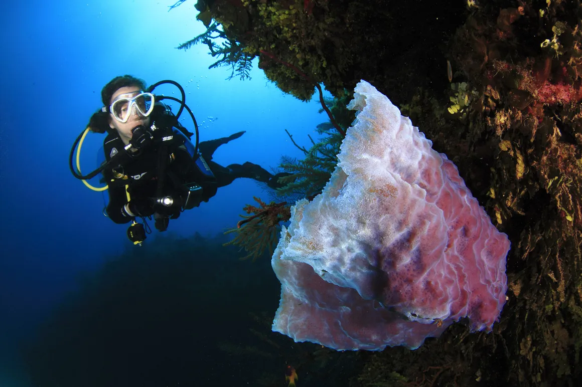 buceo fondo marino 25421 150x150