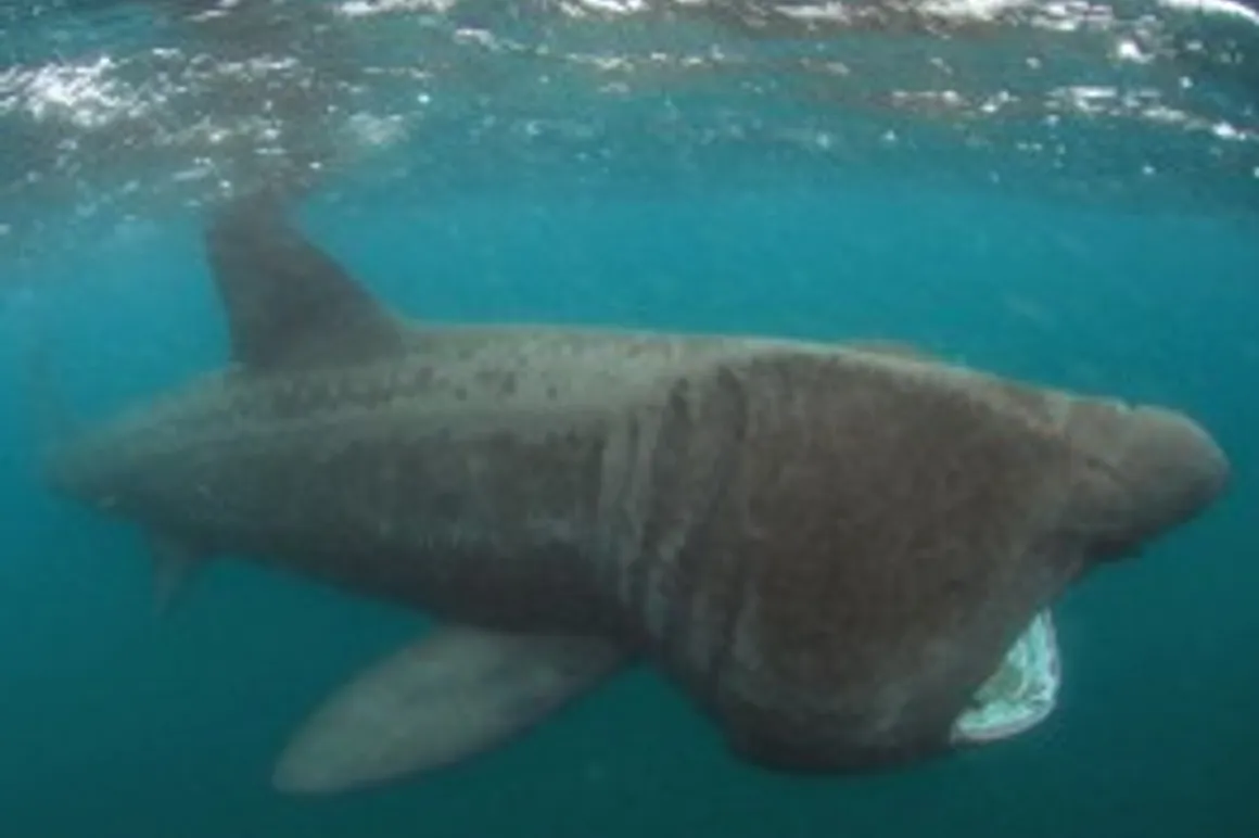 Basking shark 265x180 150x150