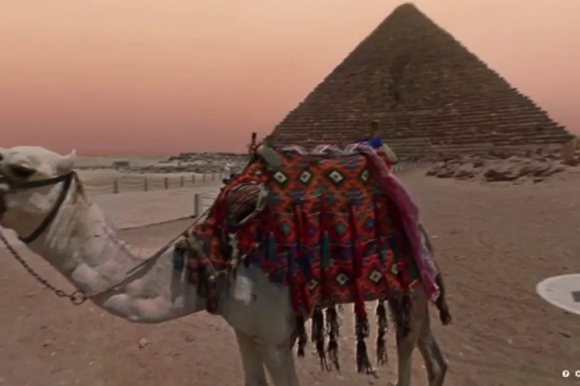 egipto dromedario 120x100