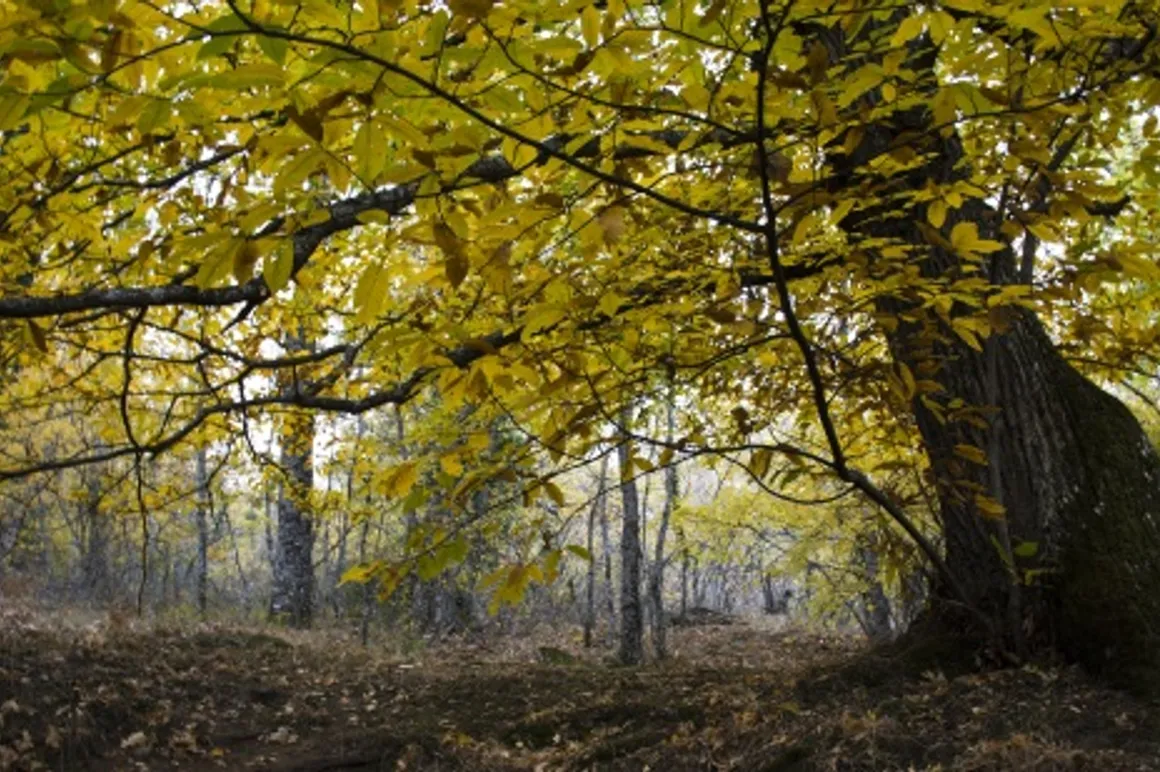 madrid bosque herreria 150x150