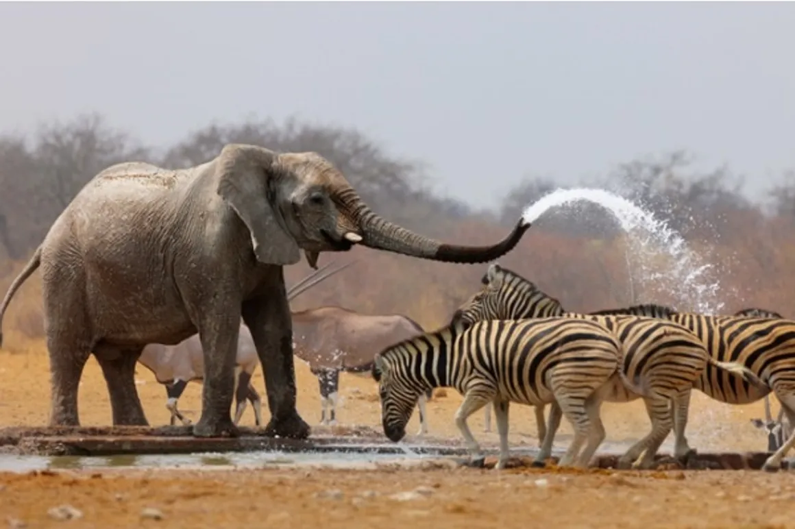 etosha 150x150