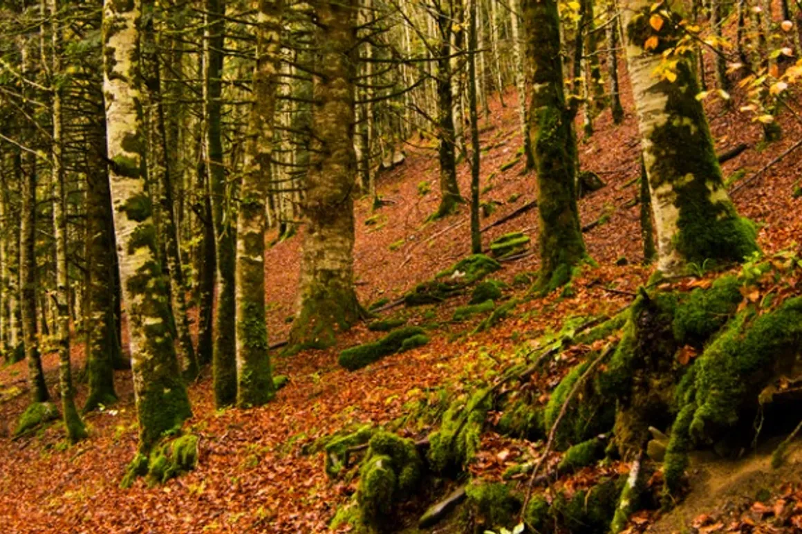 irati forest picture id1074591788 150x150