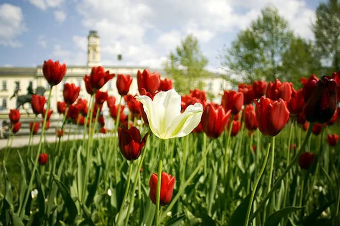 ljubljana flowers 120x100