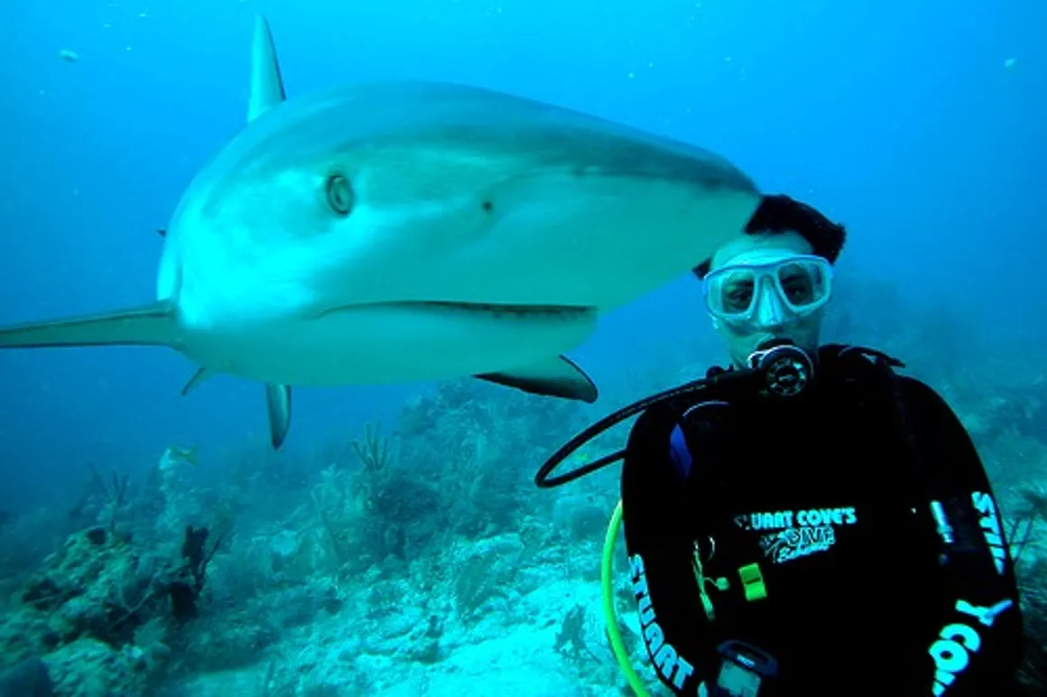plongee requin 150x150