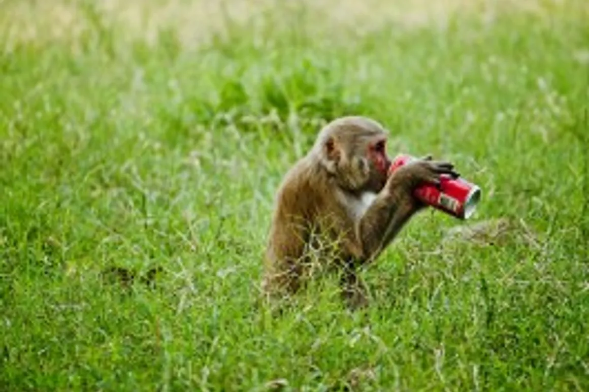 Monkey coke 150x150