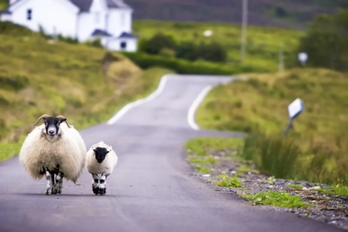 ecosse moutons 120x100