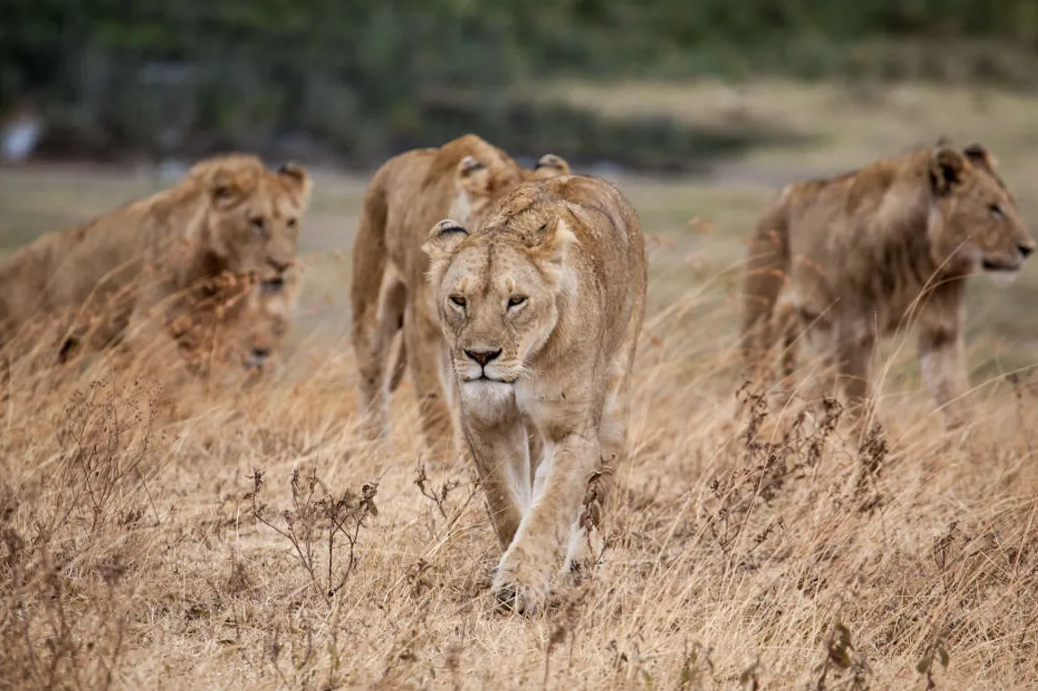 Lionnes Tanzanie