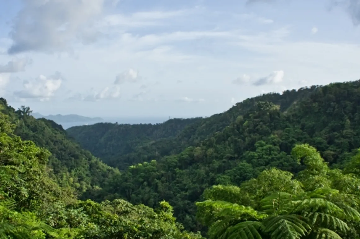 Martinique_nature 120x100