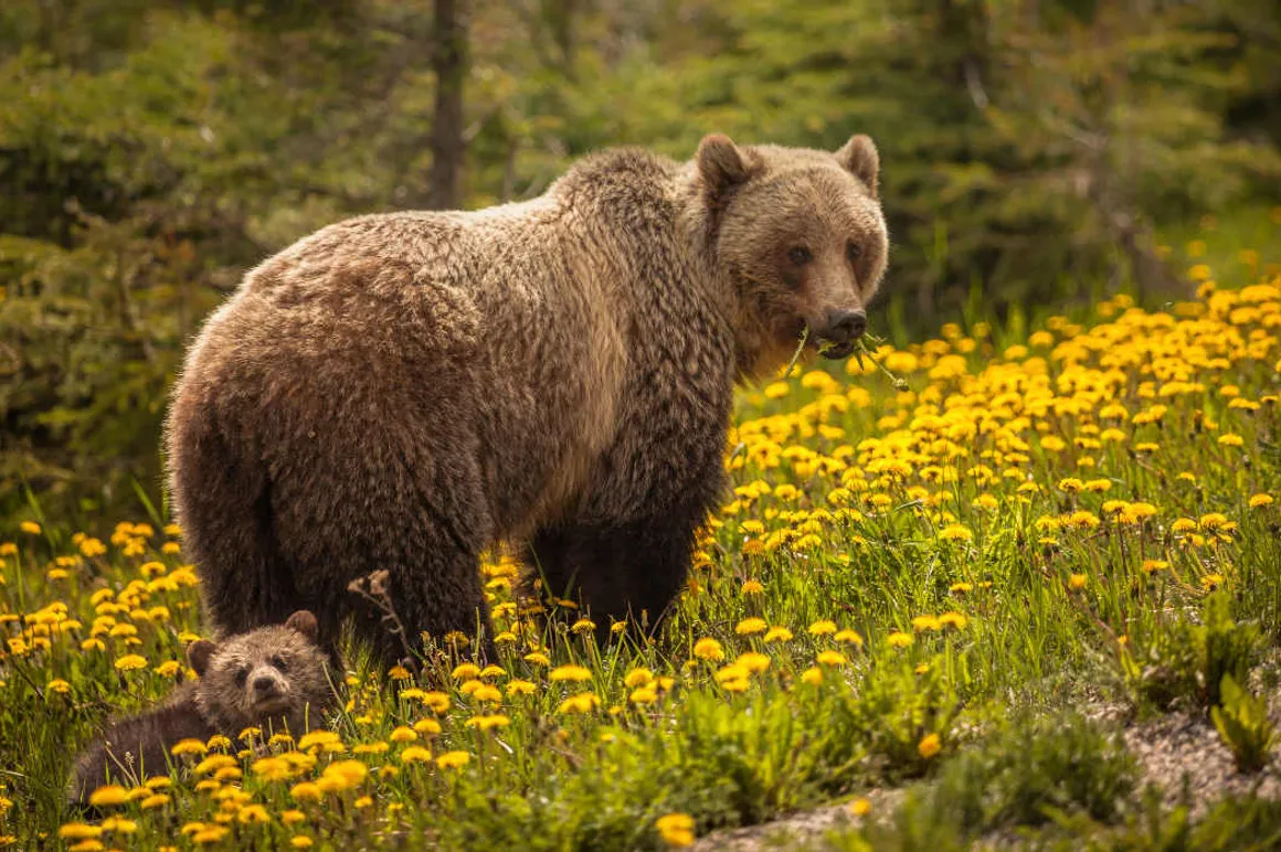Grizzly Jasper iStock