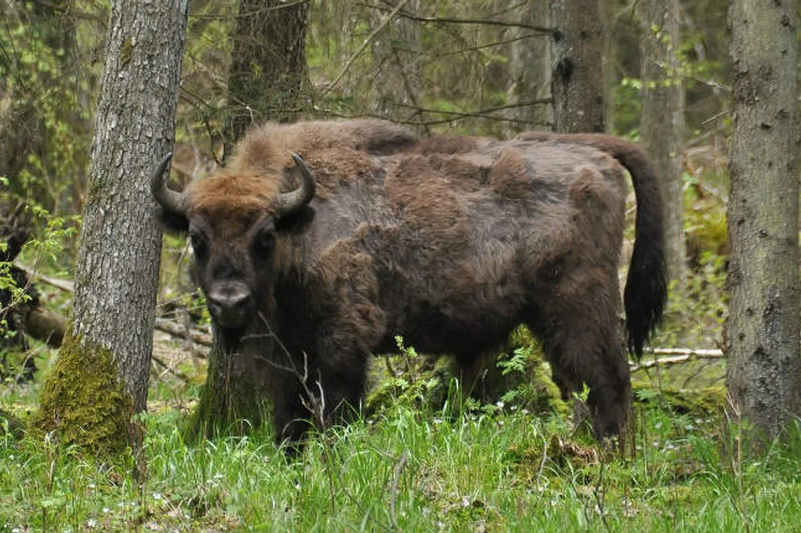 Bison Pologne iStock 1
