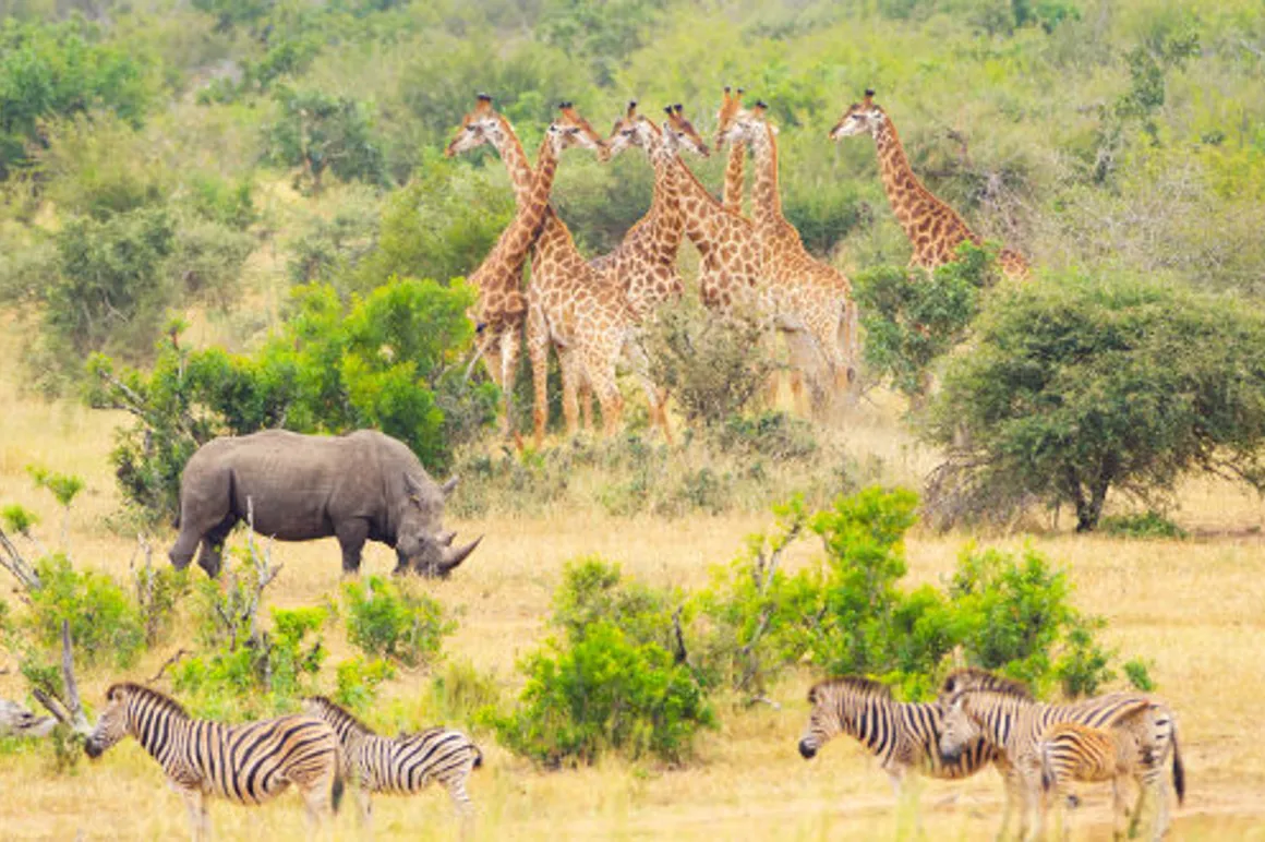 les plus belles destinations de safari dans le monde parc Krüger 120x100