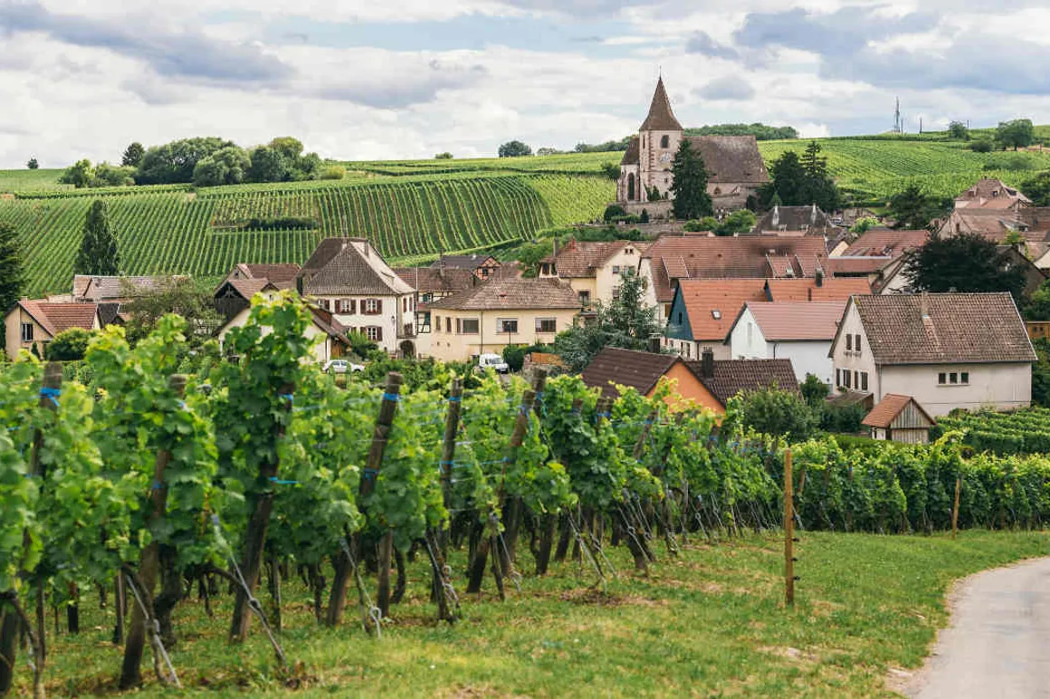 Vignobles