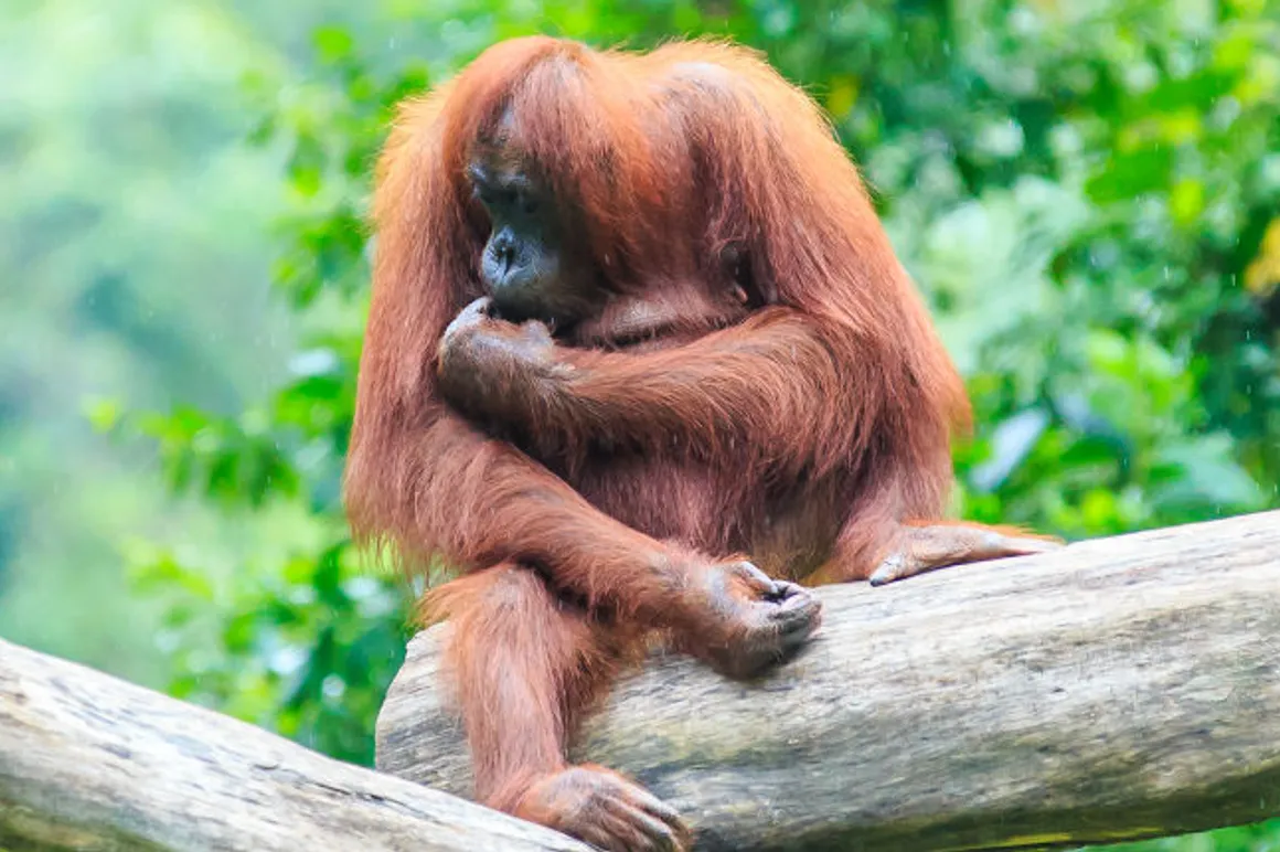 Indonésie Orang Outan