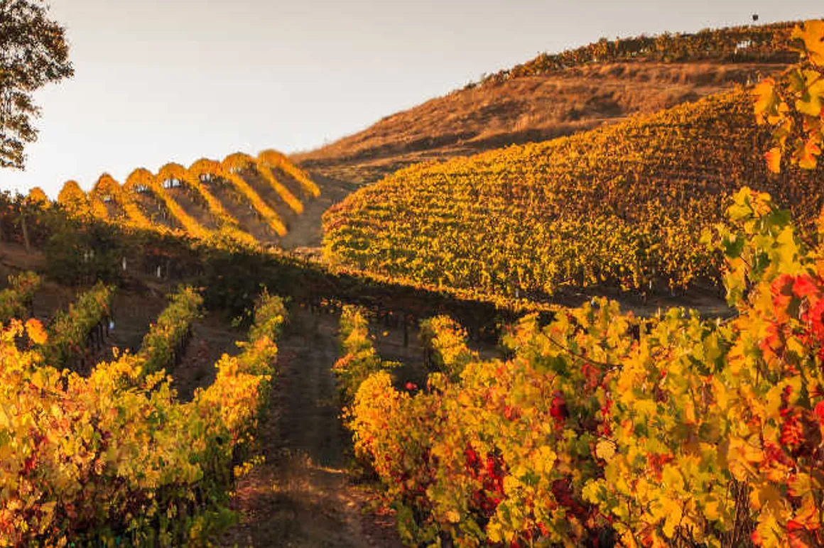 Coucher de soleil vignes France automne