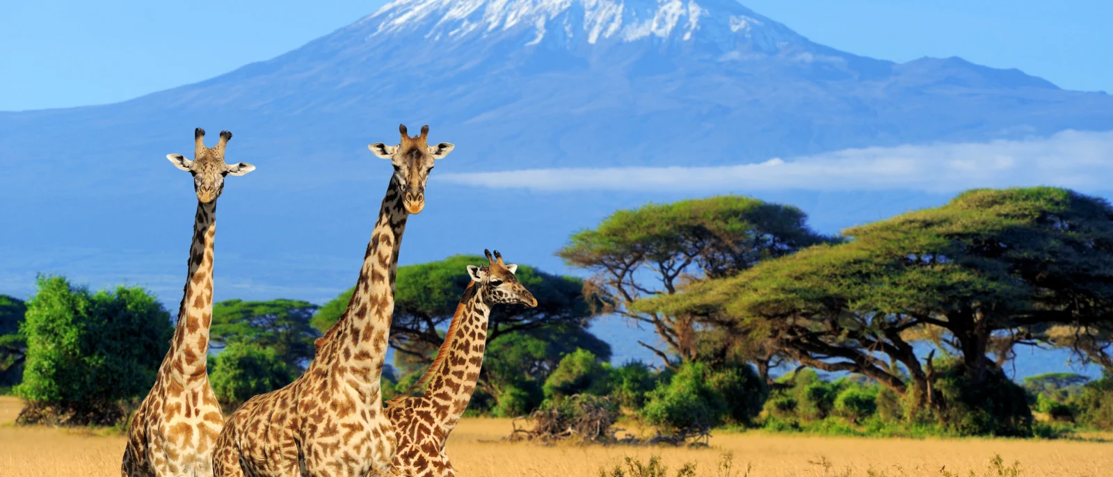 Cheap flights from London to Nairobi